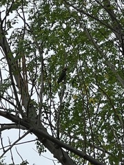 Psilopogon haemacephalus