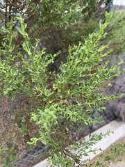 Baccharis pilularis