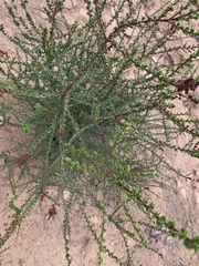 Adenostoma fasciculatum