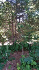 Celastrus orbiculatus