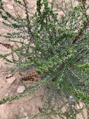 Adenostoma fasciculatum