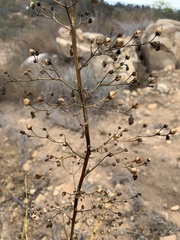 Scrophularia californica