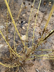 Scrophularia californica