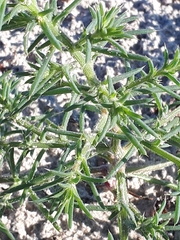 Salsola kali