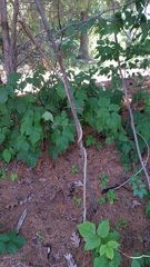 Celastrus orbiculatus