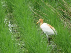 Bubulcus ibis coromandus