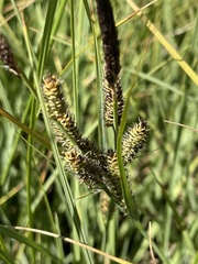 Carex nebrascensis