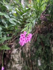 Isochilus unilateralis