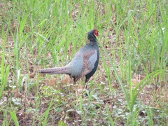 Phasianus versicolor