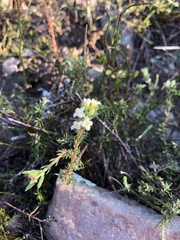 Lachnaea filicaulis