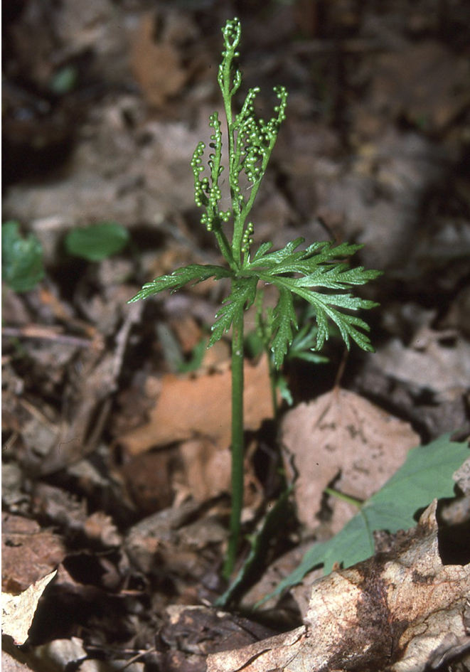 Botrychium lanceolatum ssp. angustisegmentum