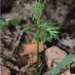 Narrow Triangle Moonwort - Photo (c) Barbara Parris, some rights reserved (CC BY-NC), uploaded by Barbara Parris