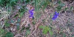 Delphinium consolida