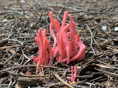 Clavaria rosea