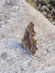 Polygonia egea