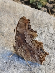 Polygonia egea