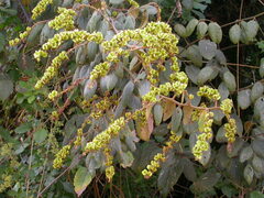 Gouania longispicata