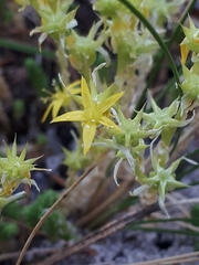 Sedum