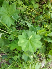 Alchemilla subcrenata