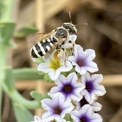 Calliopsis hesperia