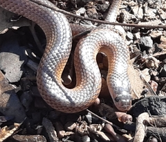 Cryptophis boschmai