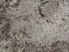 Simoselaps bertholdi