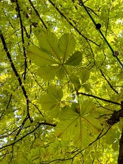 Aesculus hippocastanum