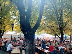 Aesculus hippocastanum