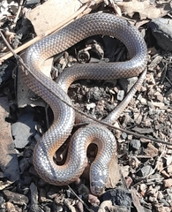 Cryptophis boschmai