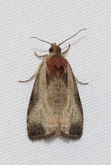 Olethreutes punctanum