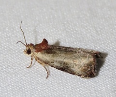 Olethreutes punctanum