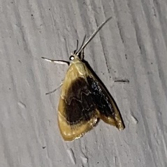 Glaphyria fulminalis