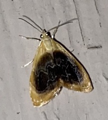 Glaphyria fulminalis