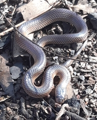 Cryptophis boschmai