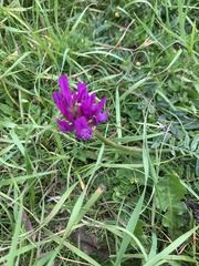 Astragalus onobrychis