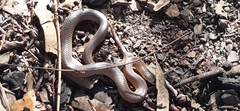 Cryptophis boschmai