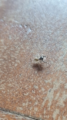 Phintelloides versicolor