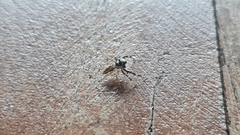 Phintelloides versicolor