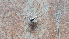 Phintelloides versicolor