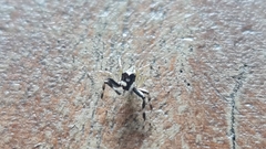 Phintelloides versicolor