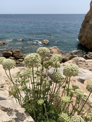 Daucus carota hispanicus