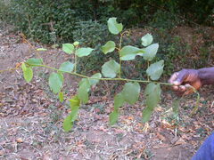 Gouania longispicata