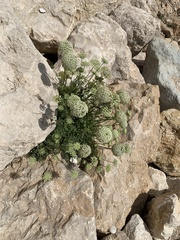 Daucus carota hispanicus