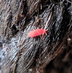 Bilobella
