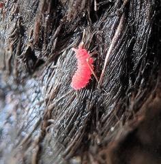 Bilobella