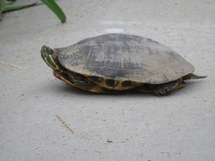 Trachemys scripta elegans