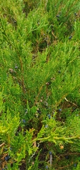 Juniperus sabina