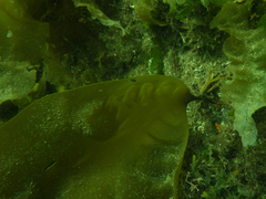 Hedophyllum nigripes