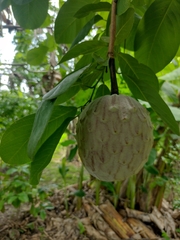 Annona macroprophyllata