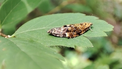 Celypha siderana